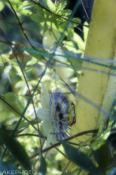 Passion Flower_e0127416_1323538.jpg