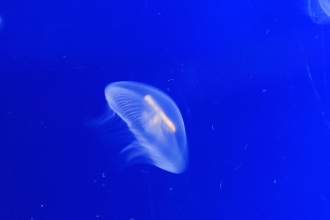 夏の水族館_f0144018_2244860.jpg