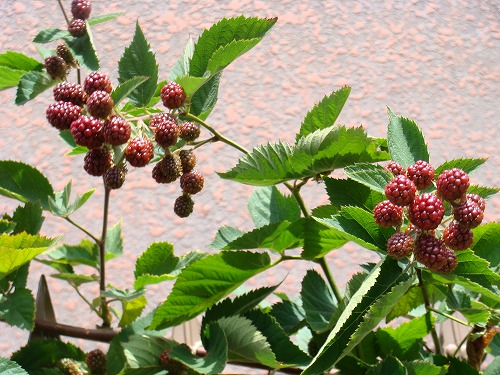 f0170524_1653667.jpg
