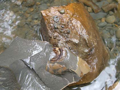 夏の北海道\'08年・1日目…やっぱり午後も_c0062934_20265647.jpg