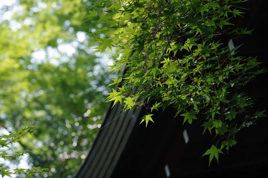 夏写真シリーズ Ⅱ_f0152550_238442.jpg