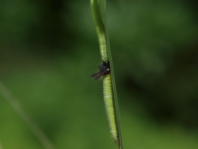 b0135573_19324349.jpg