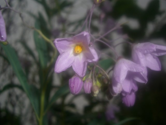 f0137275_49715.jpg