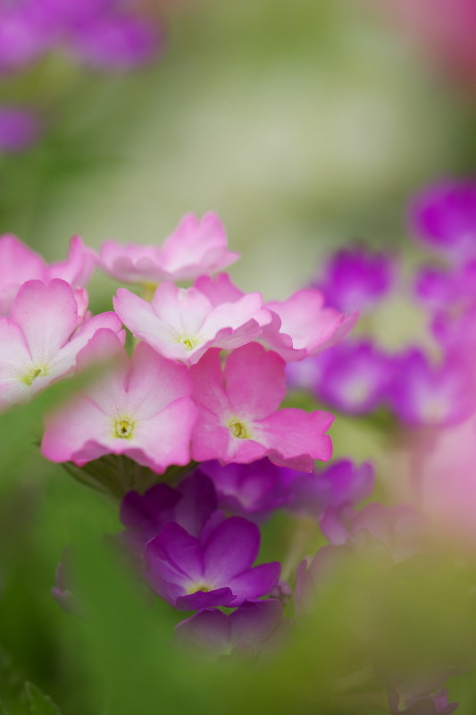 真夏の薔薇園_b0044477_175326.jpg