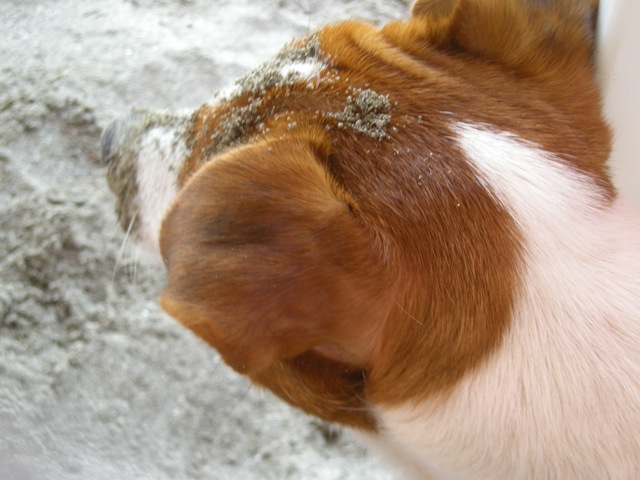 f0166084_0493130.jpg