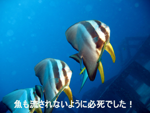ご家族でラチャヤイ島にレッツゴー!!_f0144385_927613.jpg