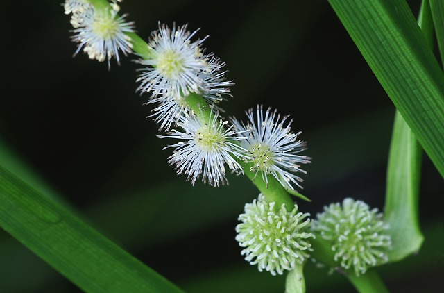 源氏物語文中の花 巻２２ 玉鬘の巻 ミクリ 野草デジカメ日記