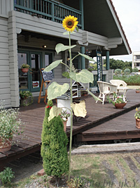 e0100618_1185078.jpg