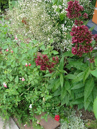 f0170524_16473920.jpg