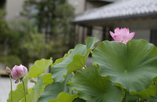 いわきの方言 キッサシ 2 専修大学文学部林ゼミ写真帳 いわきの方言 キッサシ 2 専修大学文学部林ゼミ写真帳