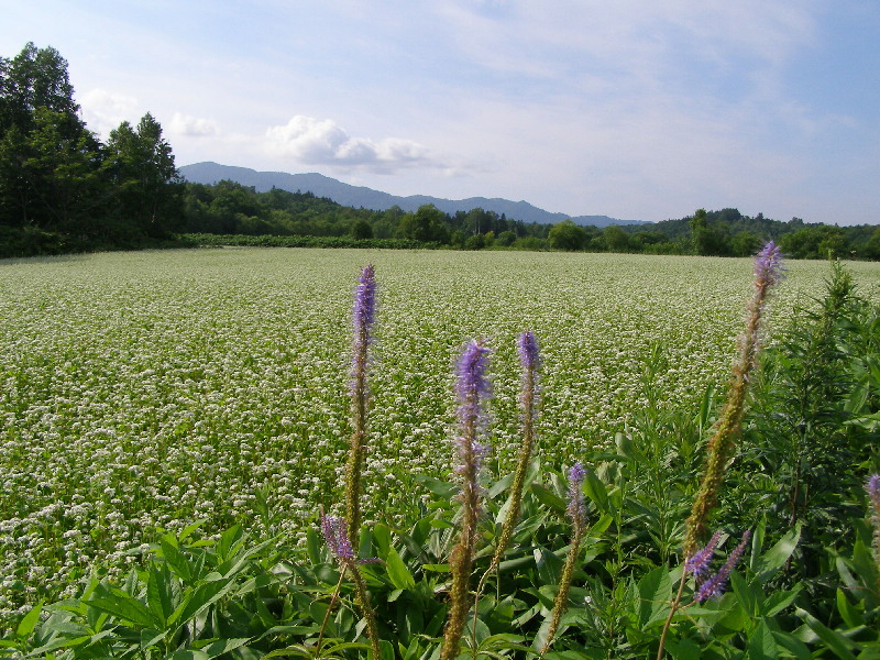 幌加内・そば畑_f0074956_7511044.jpg