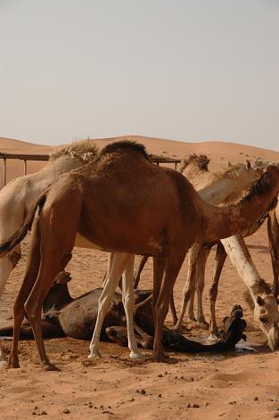 砂漠の生き物ですが はなももの別館