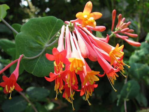 ツキヌキニンドウ タカトウダイ ツルタケダマシ 花と葉っぱ