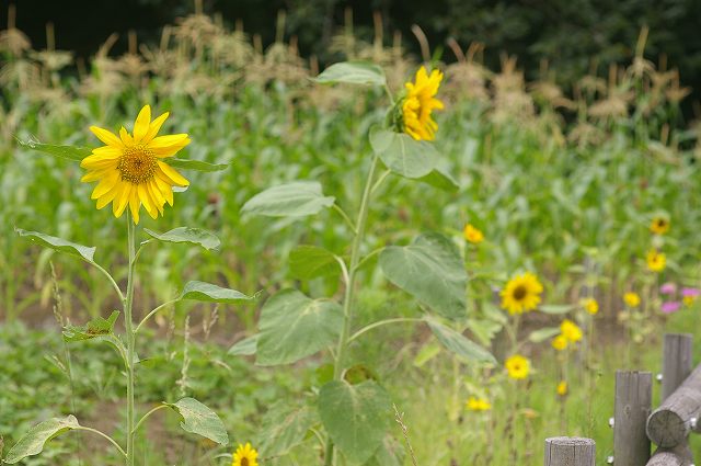 ■　夏の花 (2)　　　08.8.1　　　（タケニグサ、ヒマワリ、コスモス）_e0070891_1820512.jpg