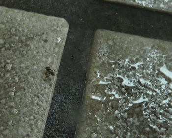 f0146198_903825.jpg