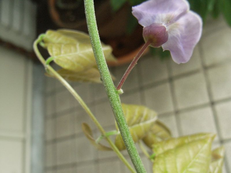フジの単独二番花_c0025115_23502026.jpg