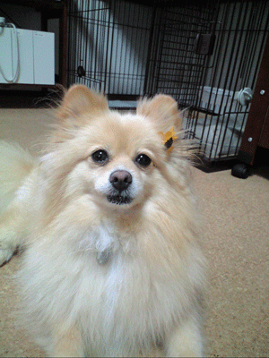 b0075318_1585673.gif