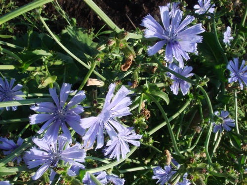 チコリ 畑に植えてよかった花 ベスト３発表 2 農のいろは塾 行ったり来たり はたけ番