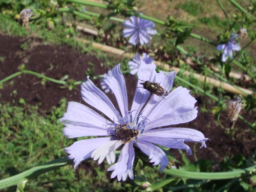 チコリ 畑に植えてよかった花 ベスト３発表 2 農のいろは塾 行ったり来たり はたけ番