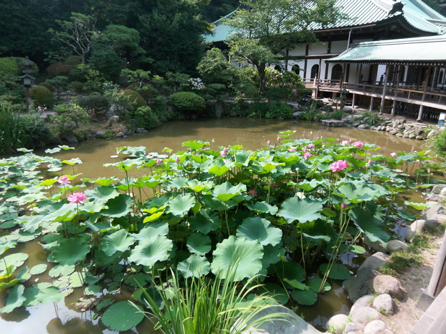 8月2日（土）　鎌倉蓮ツアー♪→エステ。_f0045433_23133946.jpg