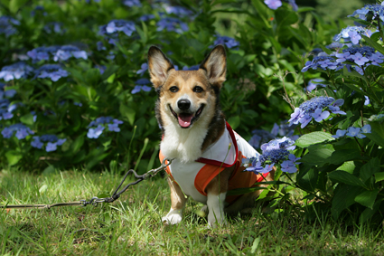 思う事　別々なれど　額の花_b0031538_024627.jpg