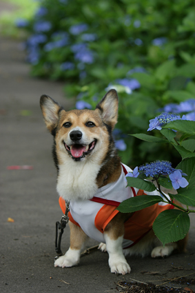 思う事　別々なれど　額の花_b0031538_23592371.jpg