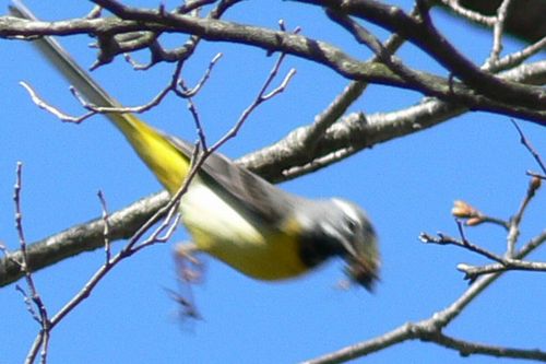 君は恐竜の子孫なの 山小屋にラプトル出現 アカゲラ君の虫眼鏡