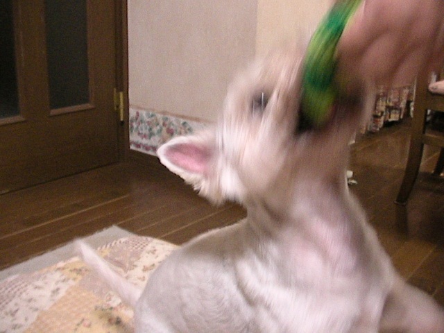 f0034444_19111.jpg