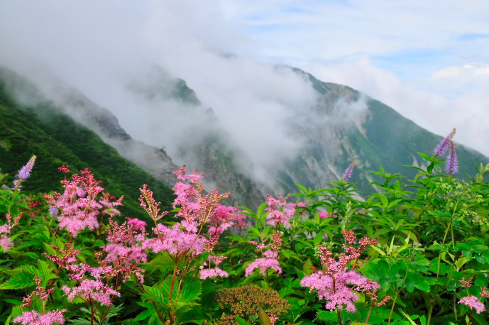 大山　ユートピアのお花畑_a0041073_2224427.jpg