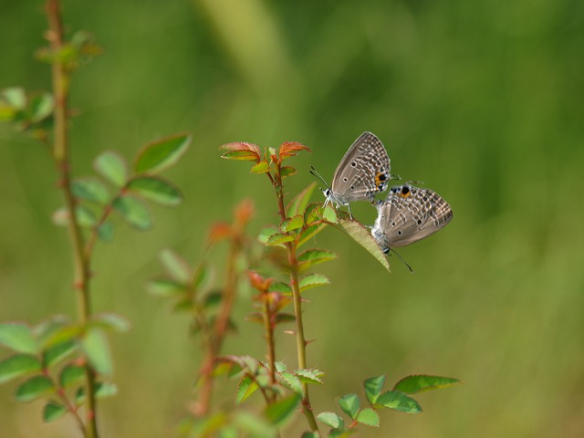 クロマダラシテツシジミ_b0135573_20164880.jpg