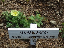 高山植物園_d0060082_2250498.jpg