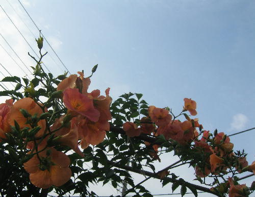 a0027290_23171783.jpg