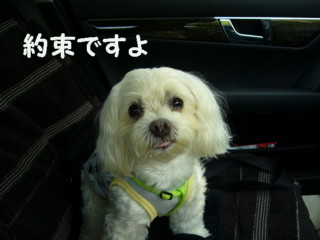 f0145192_11503727.jpg
