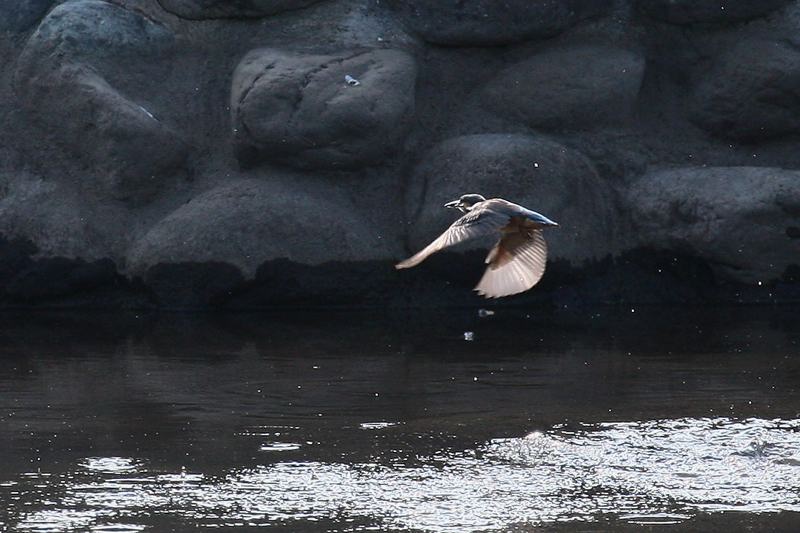 水の増えた池へ_b0024798_4434660.jpg