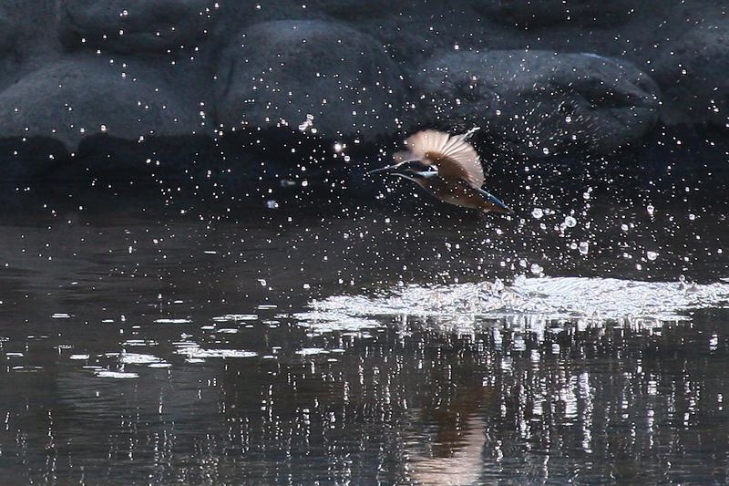 水の増えた池へ_b0024798_443754.jpg