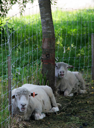 新得・羊牧場　YORKSHIRE FARM　7/30その2_d0117900_119429.jpg