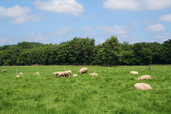 新得・羊牧場　YORKSHIRE FARM　7/30その2_d0117900_1204572.jpg