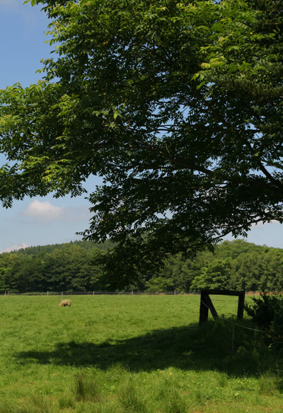 新得・羊牧場　YORKSHIRE FARM　7/30その2_d0117900_1215014.jpg