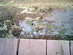 c0009413_11293420.jpg