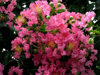京都御苑 九条池_e0048413_9305790.jpg