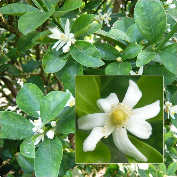 金柑の花は何時咲くの どっこいしょっと 金柑の花は何時咲くの どっこいしょっと