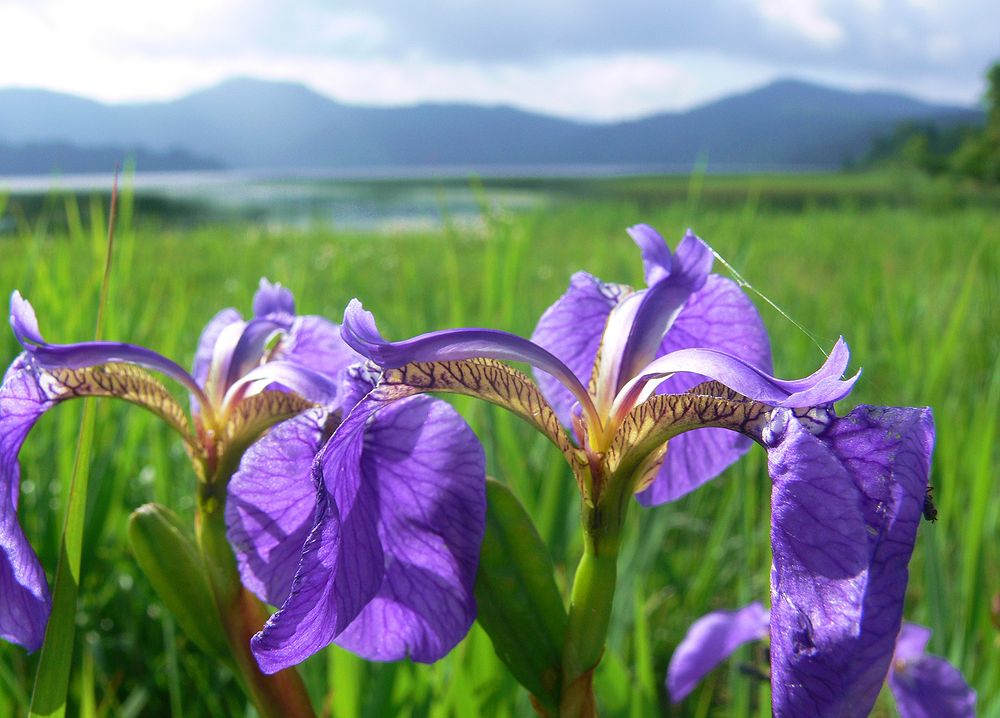 ヒオウギアヤメとカキツバタ 尾瀬 夏の花図鑑 私のデジタル写真眼