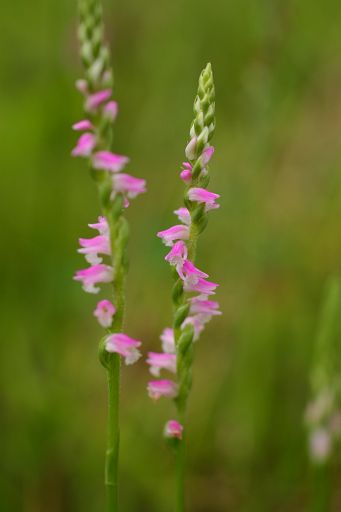 夏の野の花６　　ネジバナ_a0040021_7141392.jpg