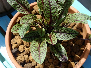 f0170524_1414454.jpg