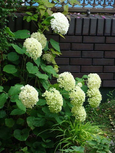f0170524_1452970.jpg