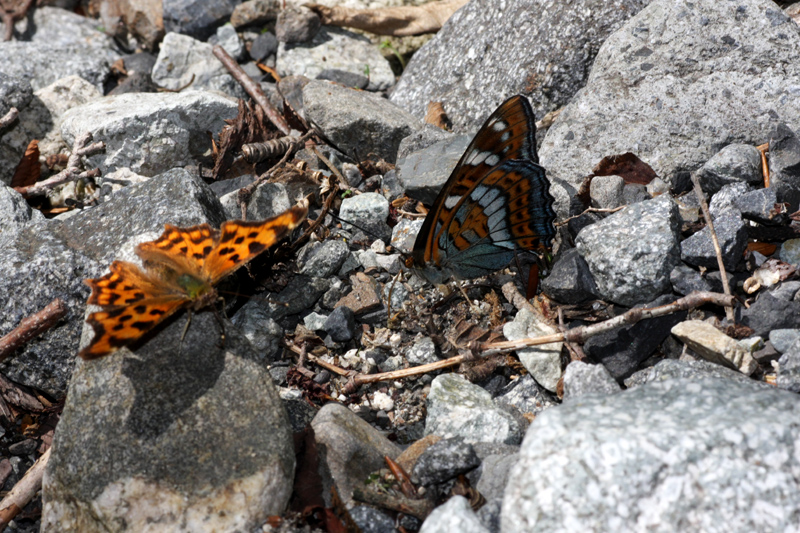 d0054625_13343524.jpg