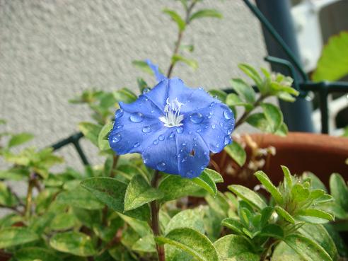 庭の花と野菜_f0000925_15261251.jpg