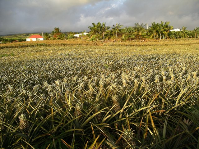 Iie de La Reunion_b0079526_23384142.jpg