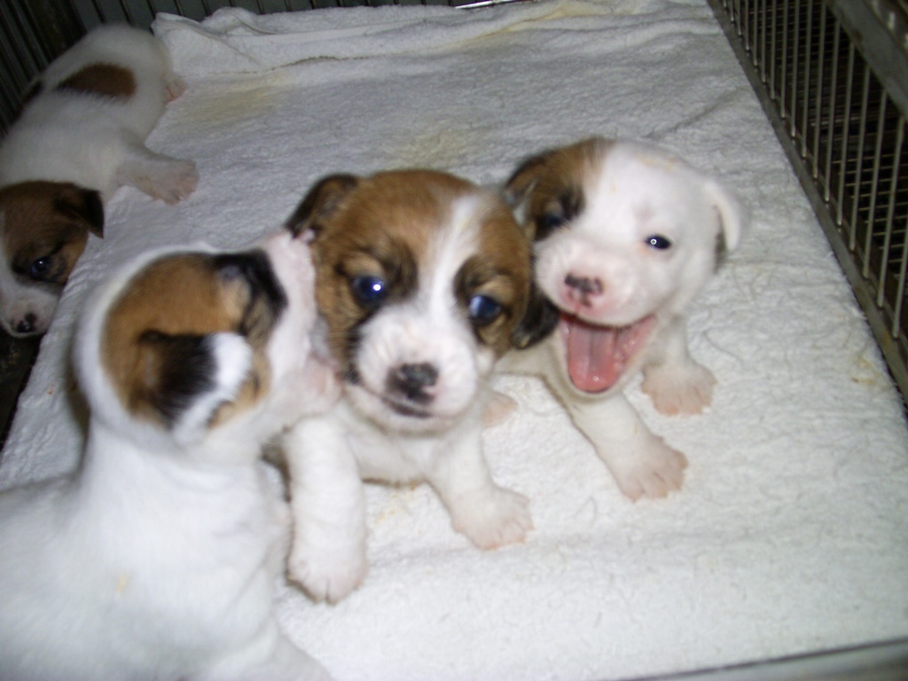 今日の子犬たち＆発掘写真_a0090729_03621.jpg