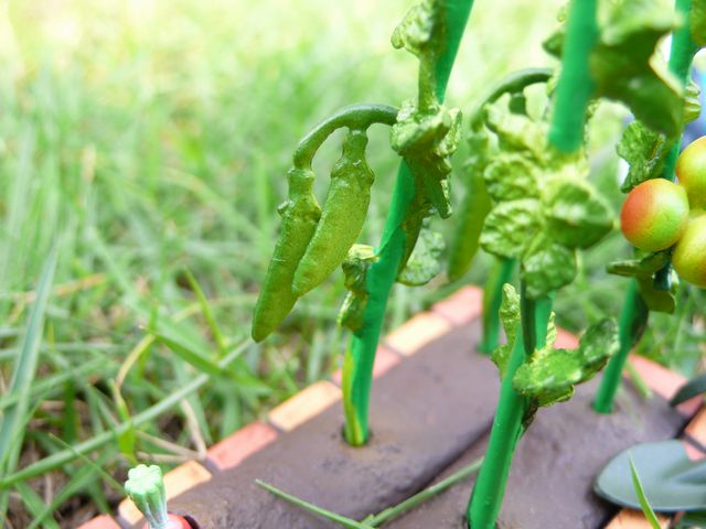 野菜の収穫_b0113231_15143236.jpg